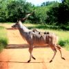 birds-on-gazelle