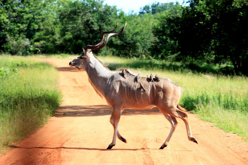 birds-on-gazelle