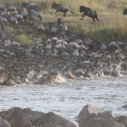 Wildebeest Migration