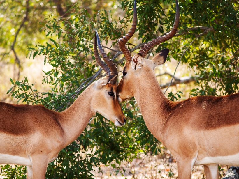 gazelles