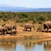 tsavo-elephants