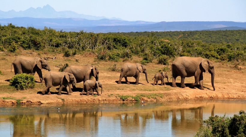 tsavo-elephants