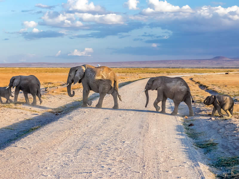 elephants crossing
