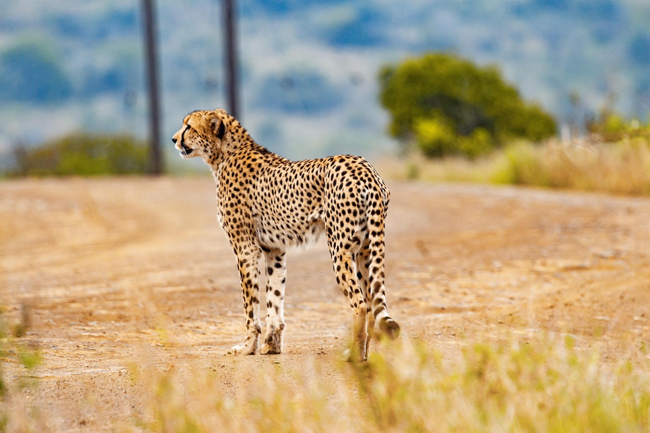 cheetah 5689870_1280