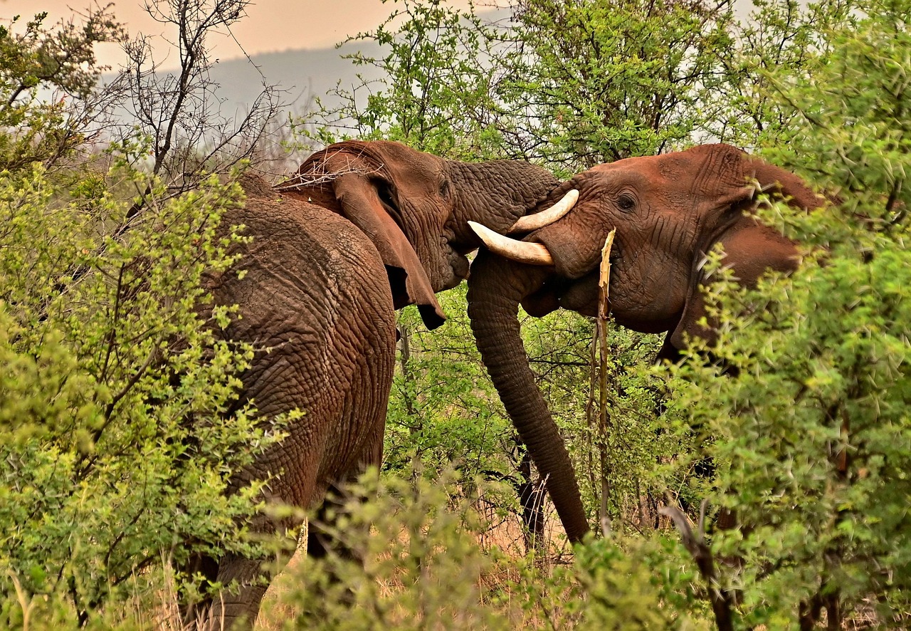 elephants 8253675_1280