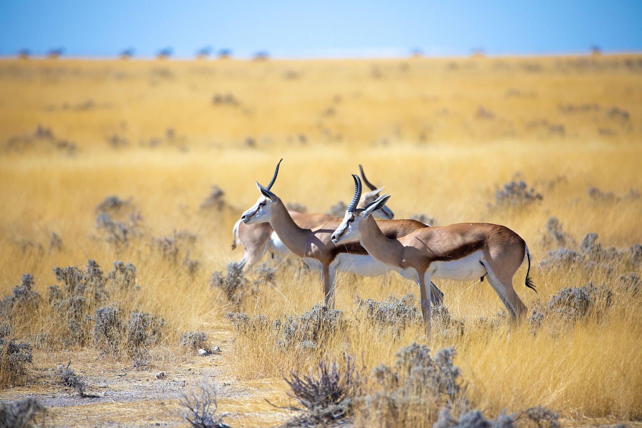 gazelle 3758346_1280