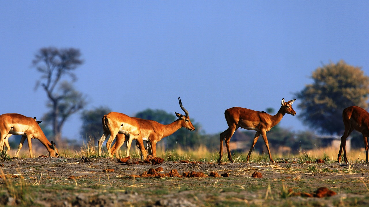 impala 5537734_1280