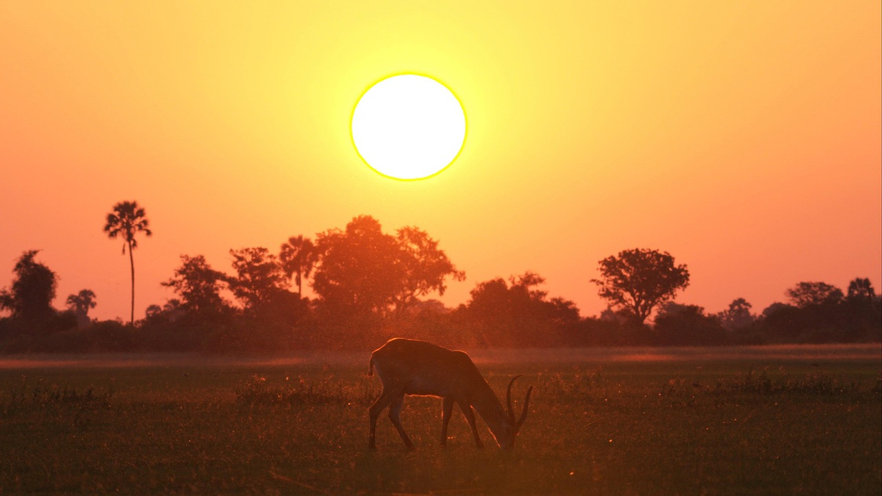 lechwe 7032192_1280