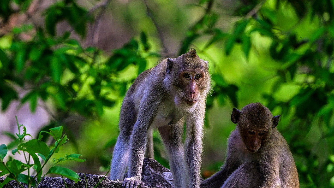monkey 7032209_1280