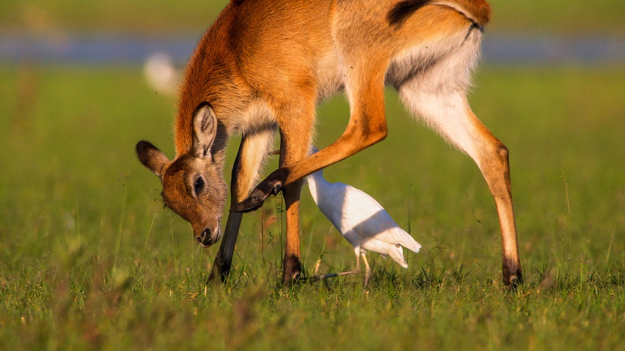 okavango delta 5158385_1280