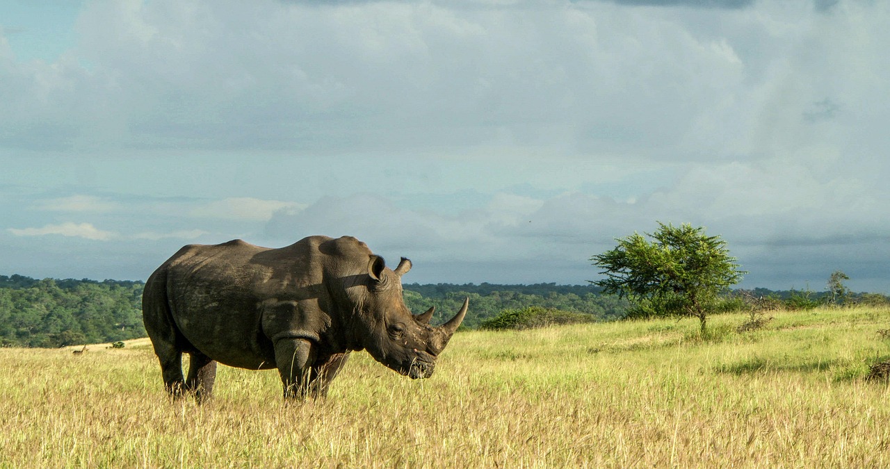 rhinoceros 7020205_1280