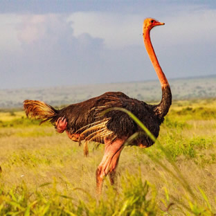 amboseli national park 47