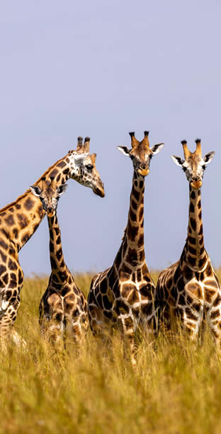 giraffes 7799